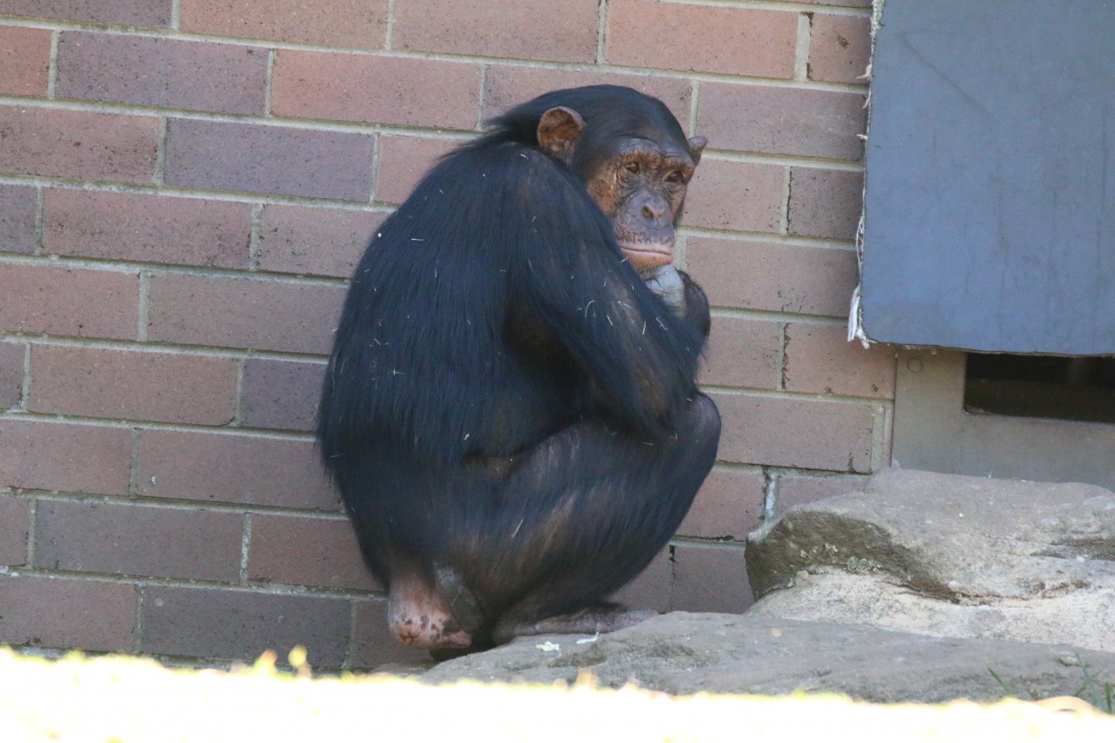 Chimpanzee