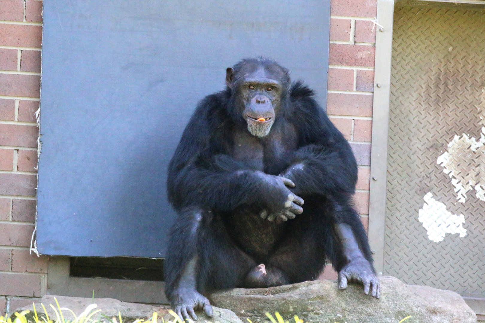 Chimpanzee
