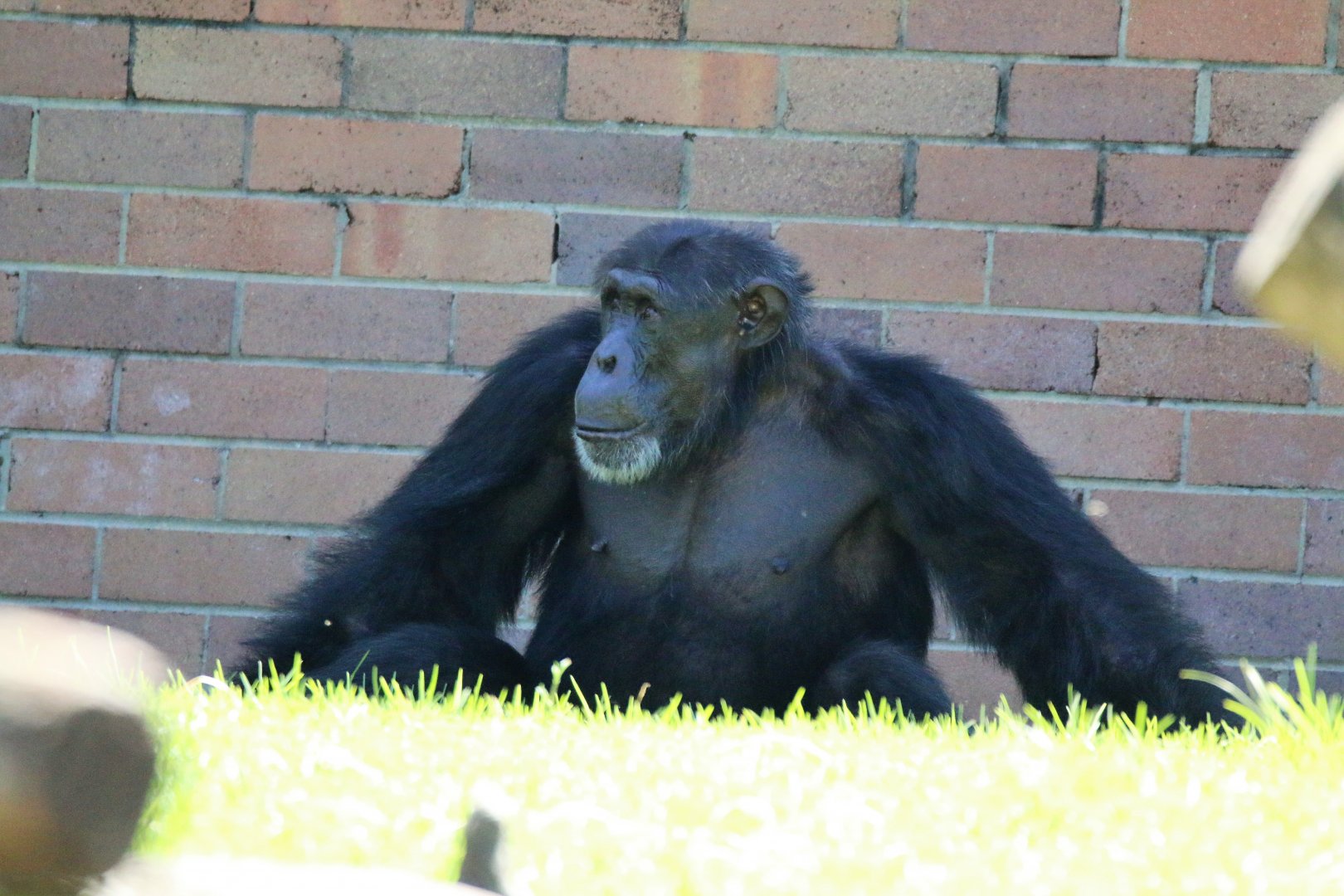 Chimpanzee