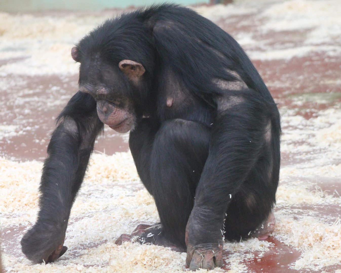 Chimpanzee