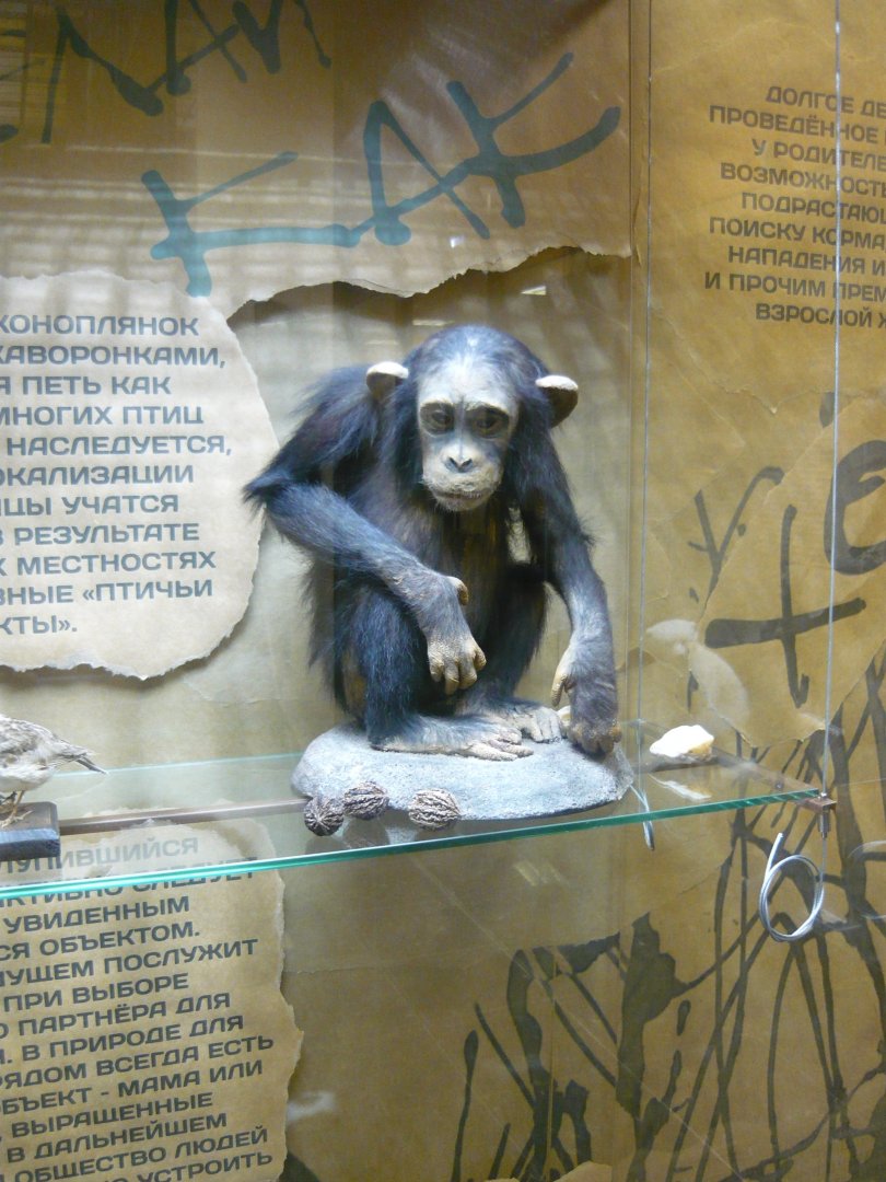Chimpanzee