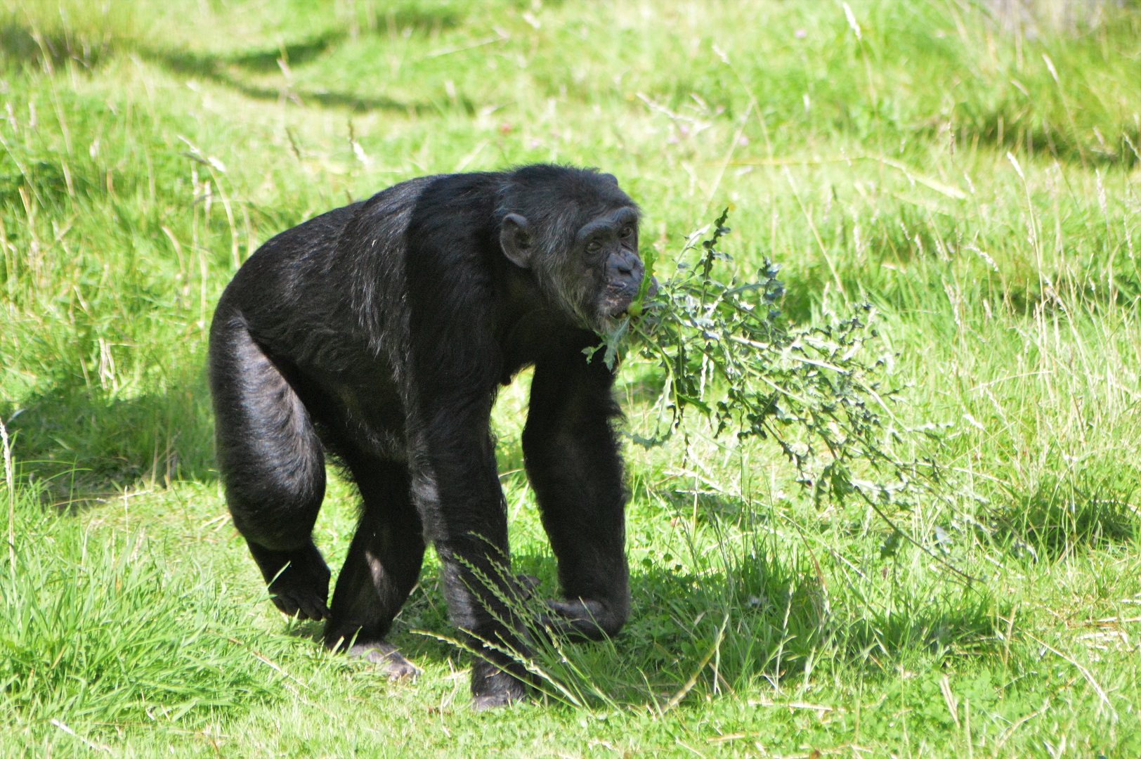 Chimpanzee