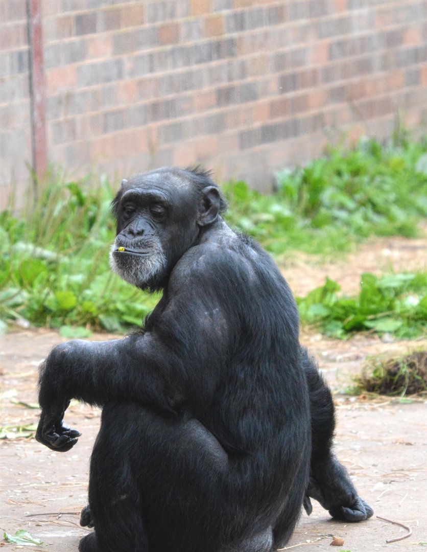 Chimpanzee