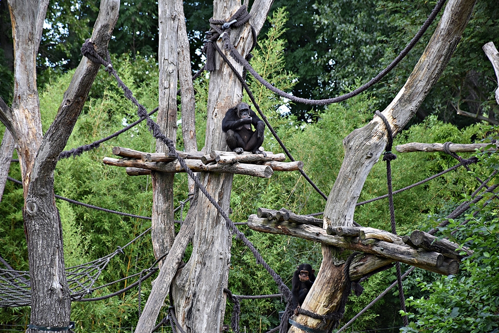 Chimpanzee