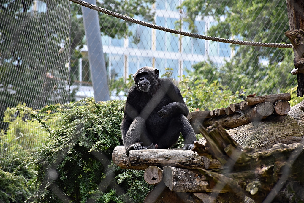 Chimpanzee