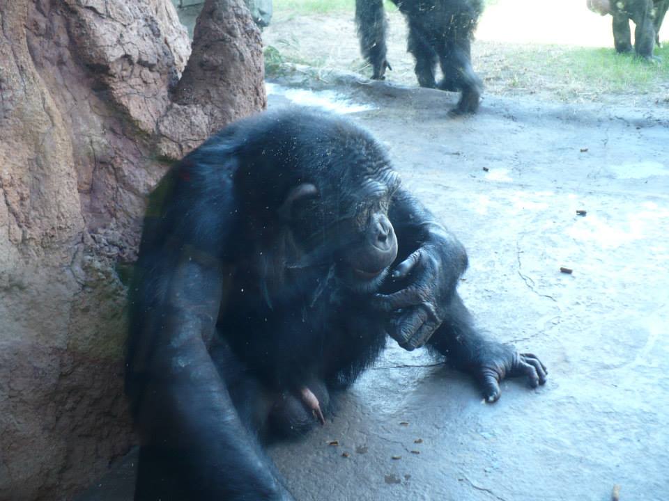Chimpanzee