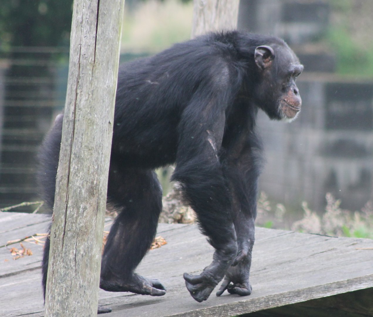 Chimpanzee