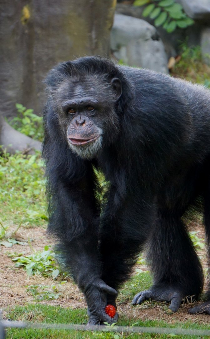 Chimpanzee
