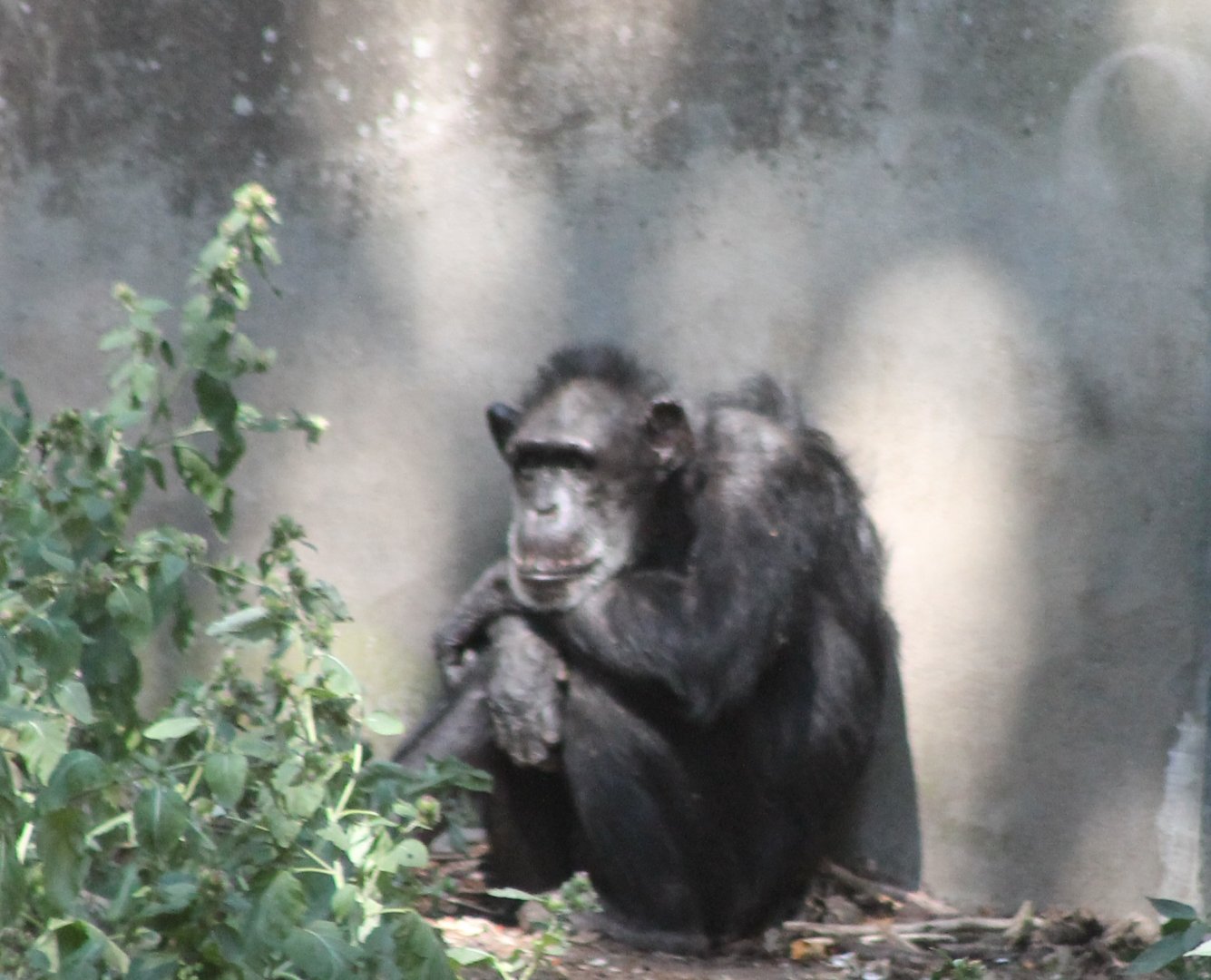 Chimpanzee