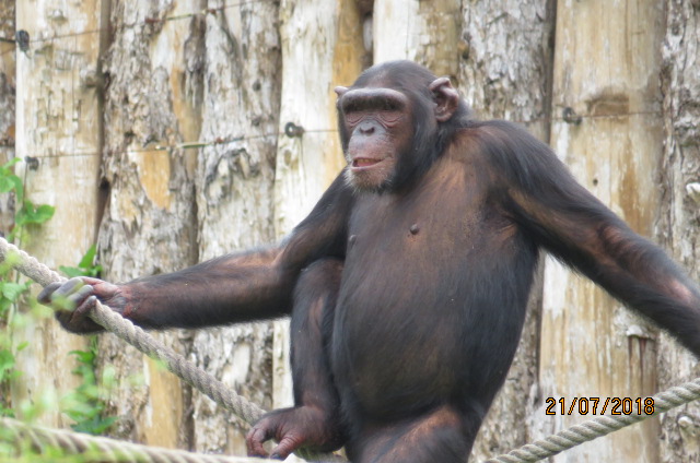 Chimpanzee