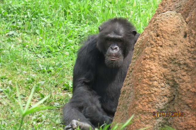Chimpanzee