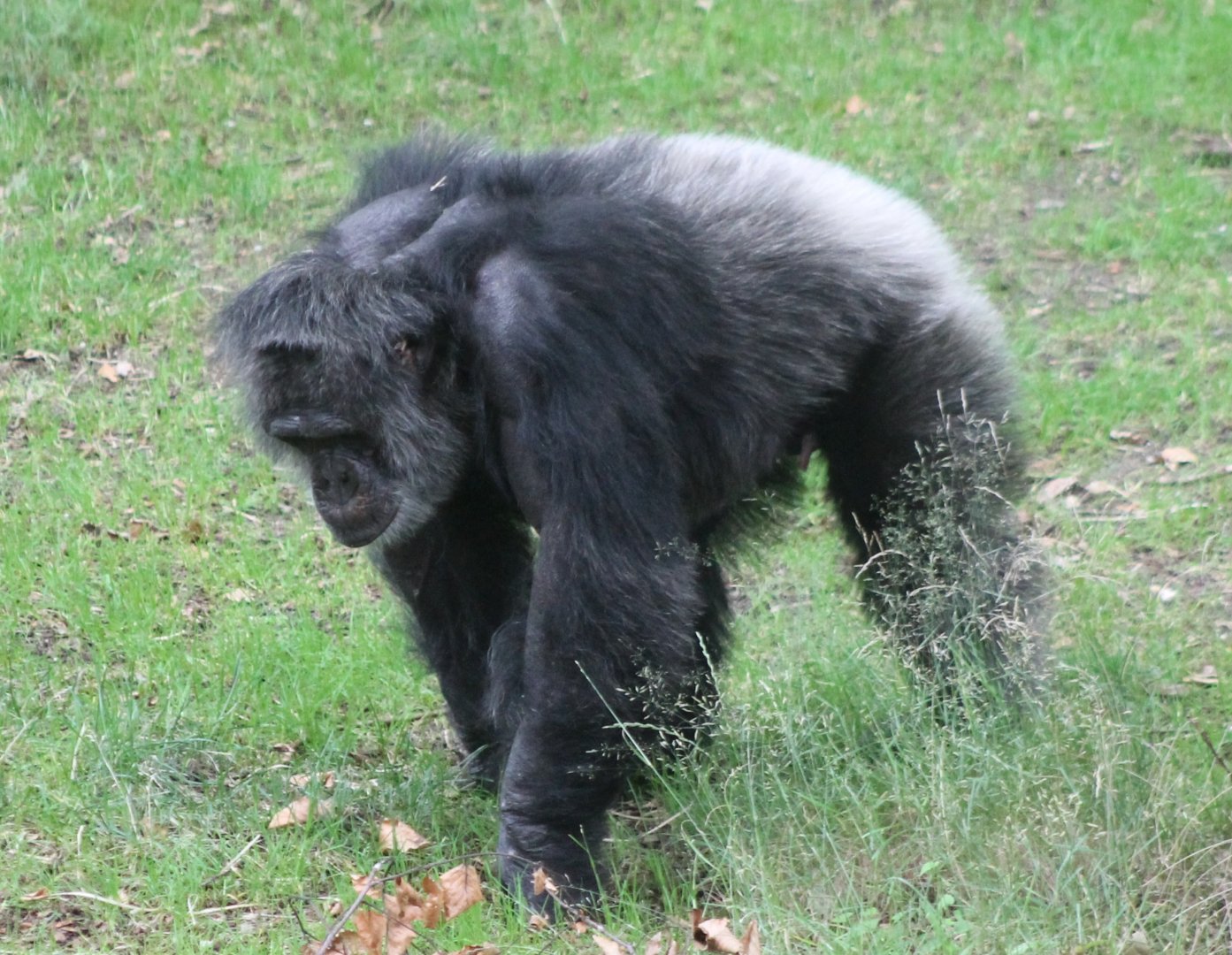 Chimpanzee