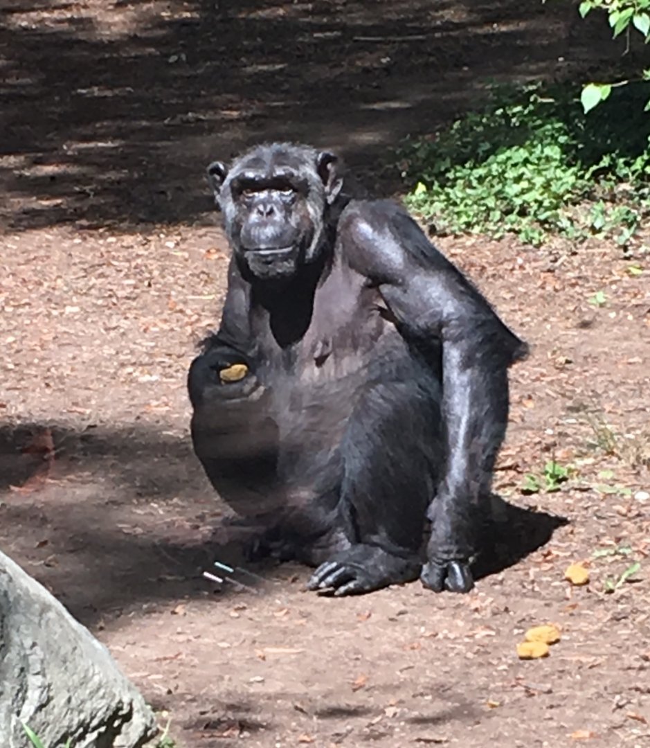 Chimpanzee