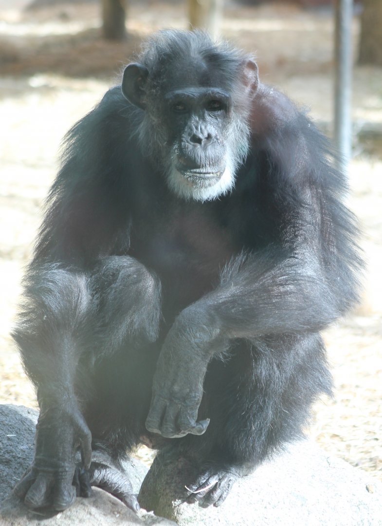 Chimpanzee