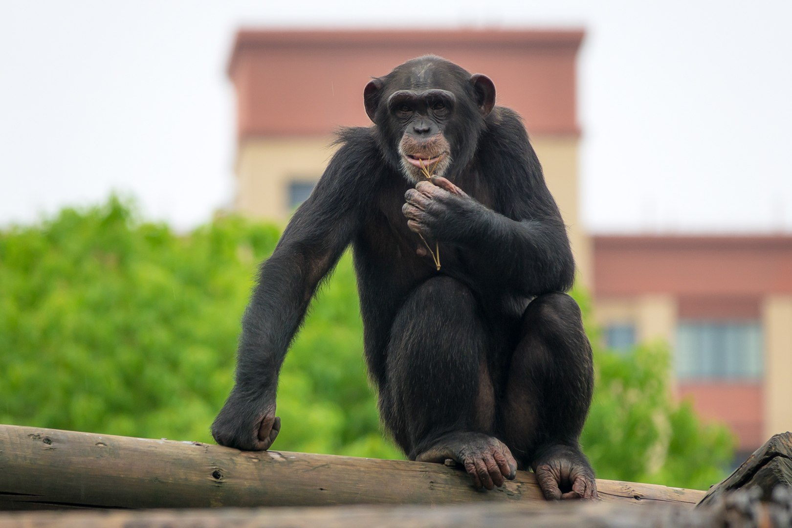 Chimpanzee
