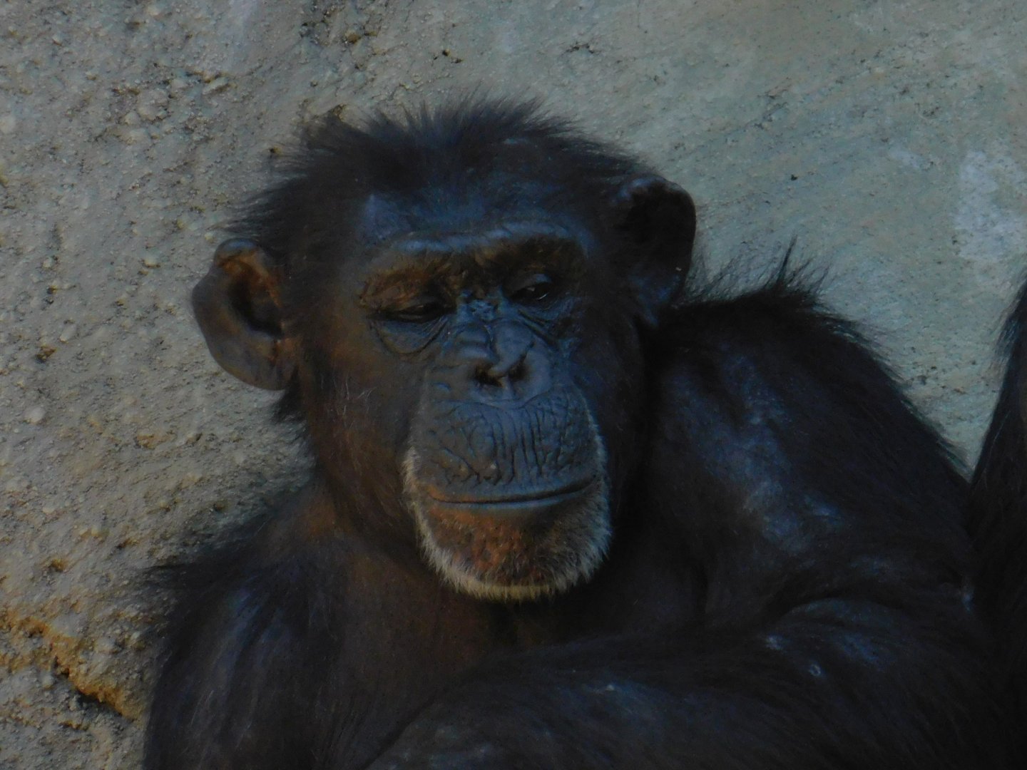 Chimpanzee