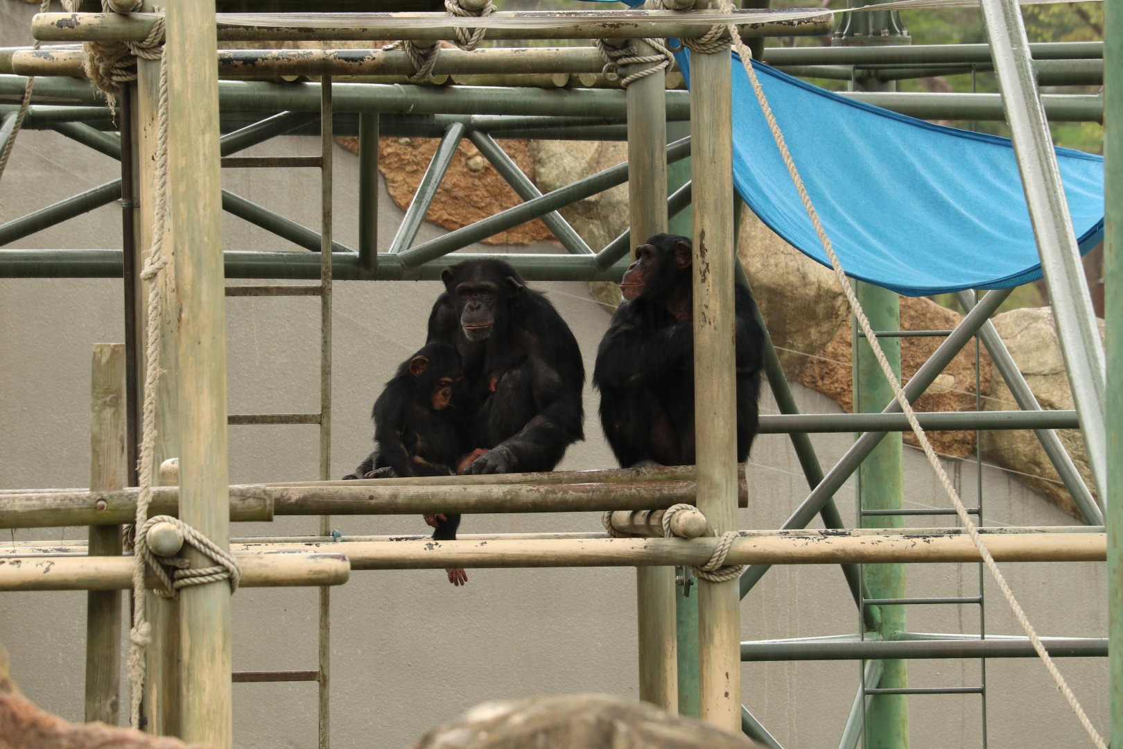 Chimpanzee