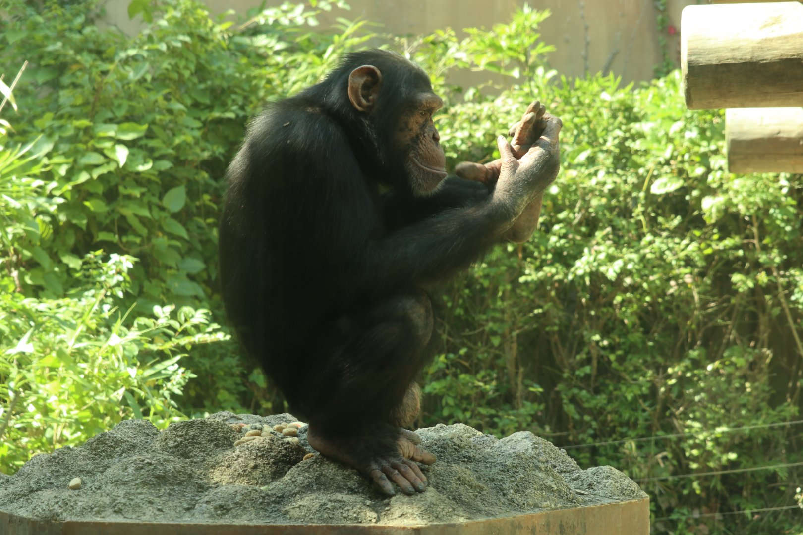 Chimpanzee