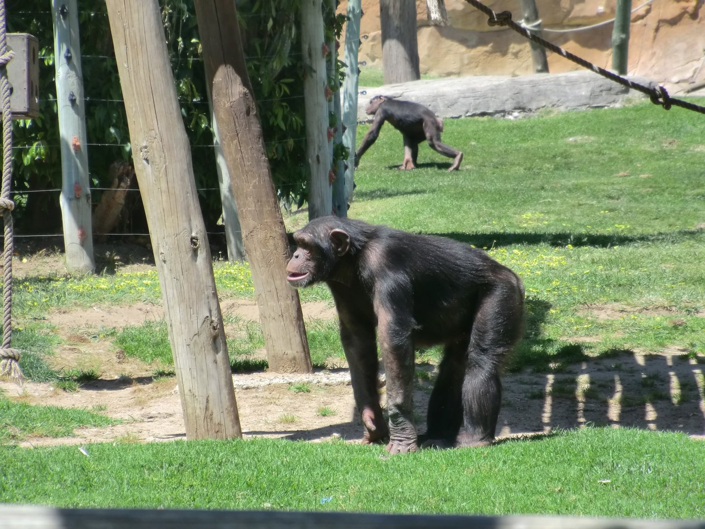 Chimpanzee