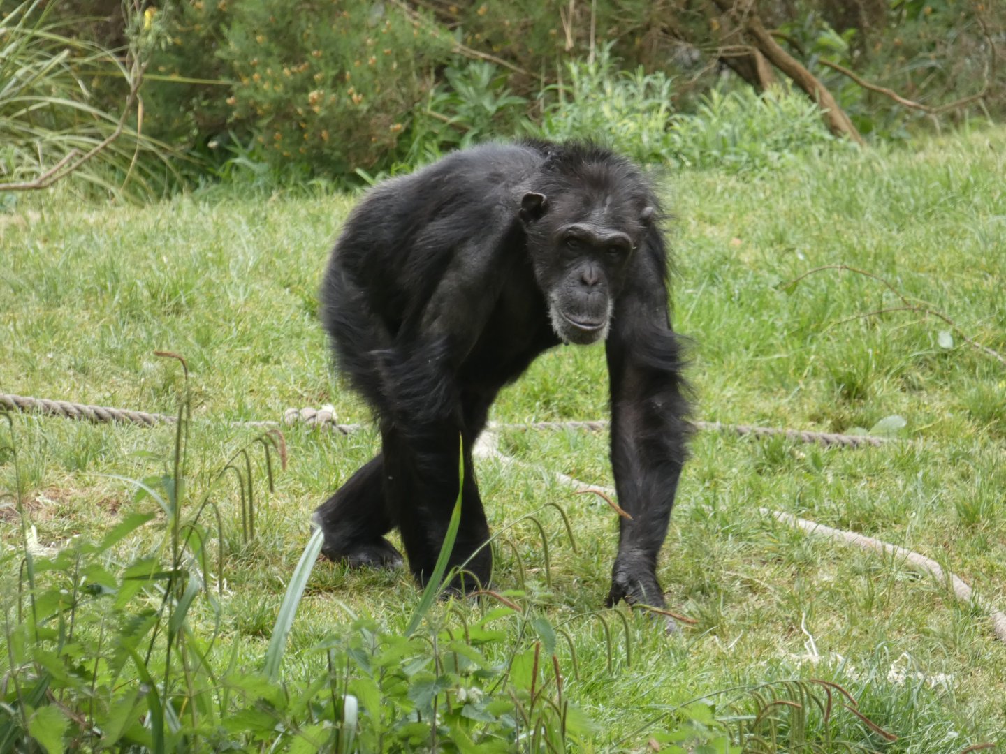 Chimpanzee