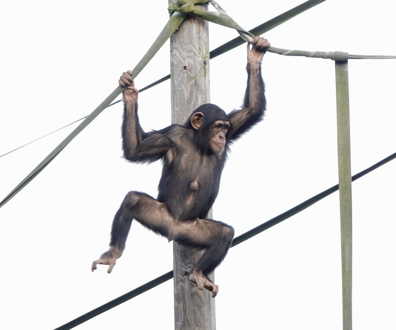 Chimpanzee