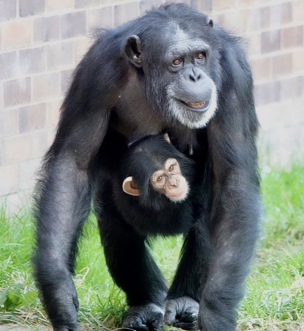 Chimpanzee