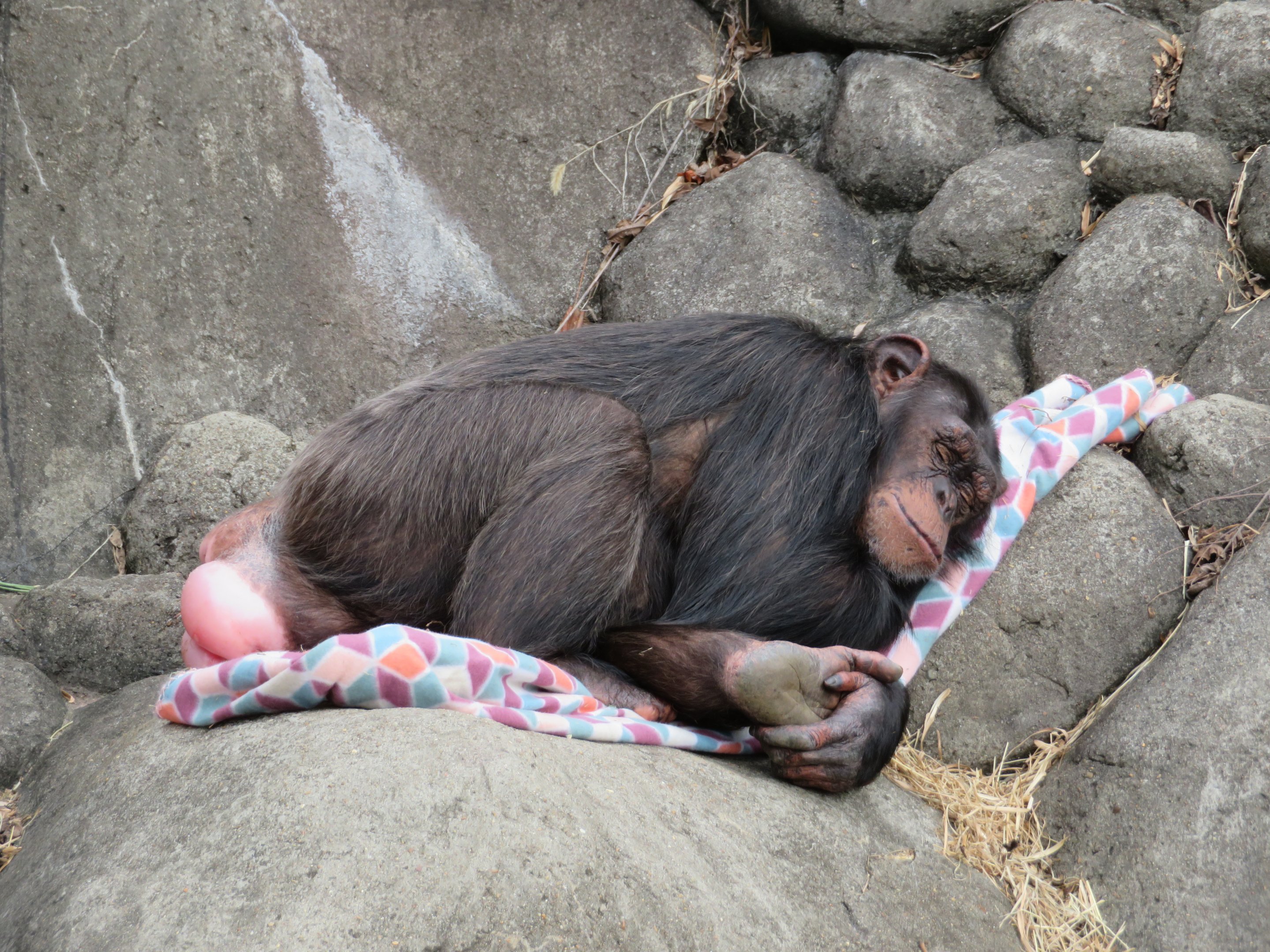 Chimpanzee