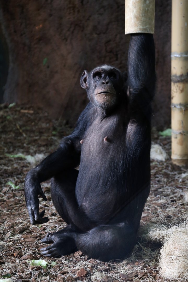 Chimpanzee