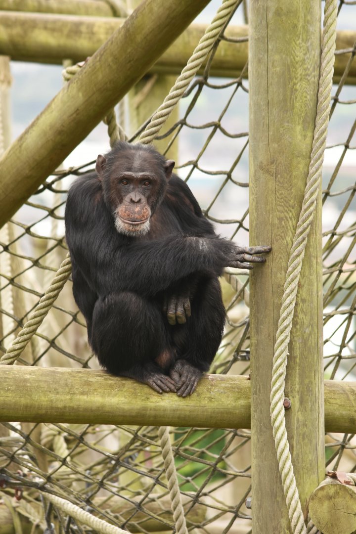 chimpanzee