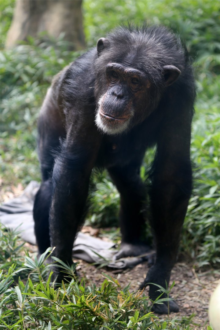 Chimpanzee
