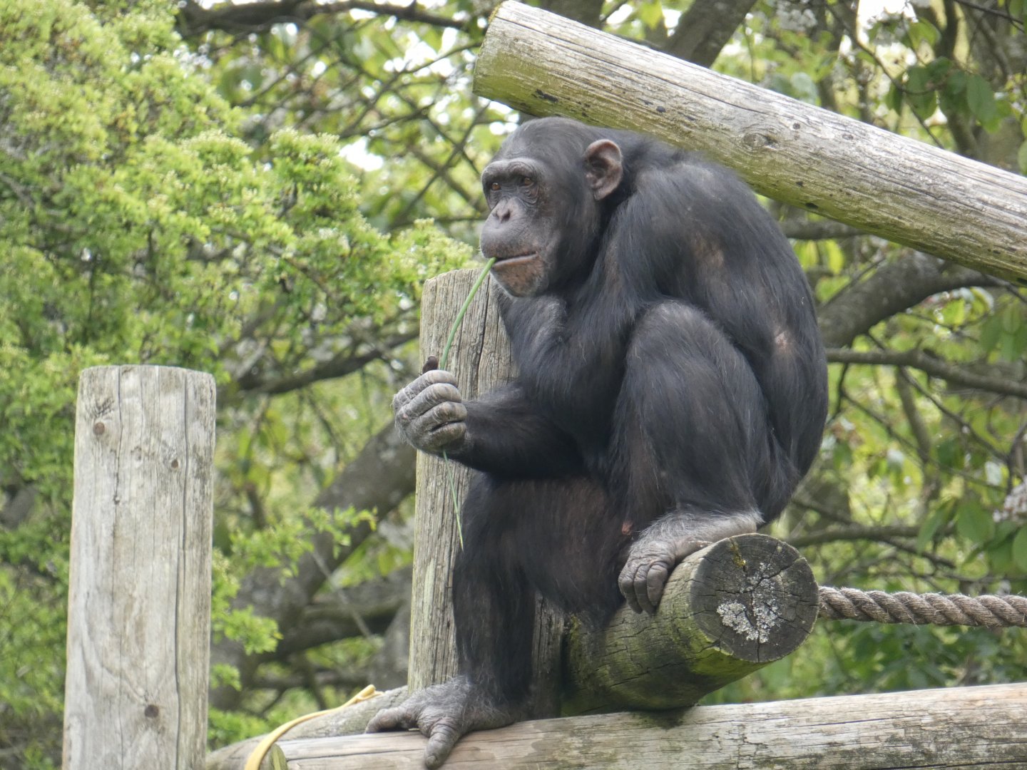 Chimpanzee