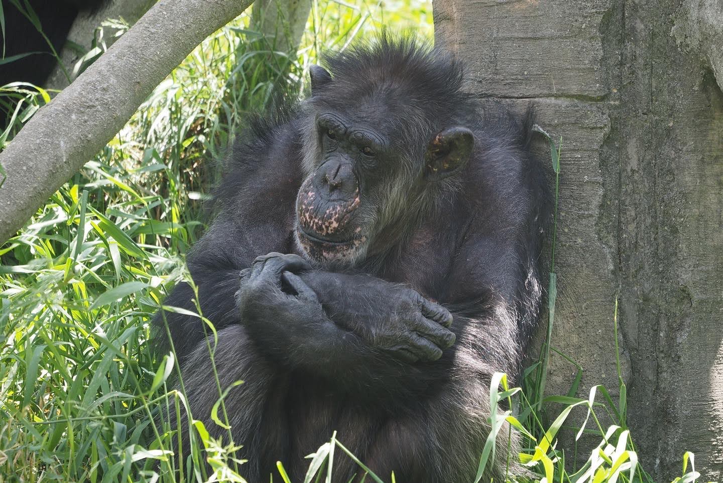 Chimpanzee