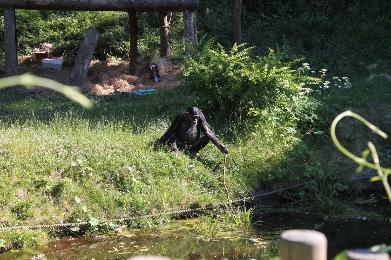 Chimpanzee