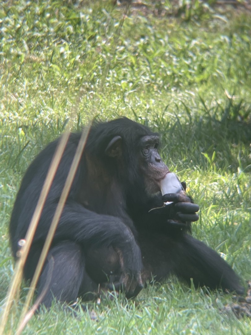 Chimpanzee