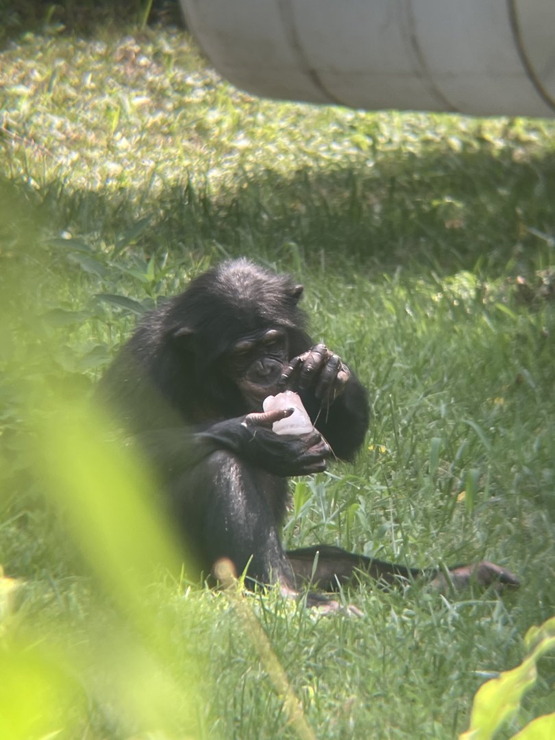 Chimpanzee