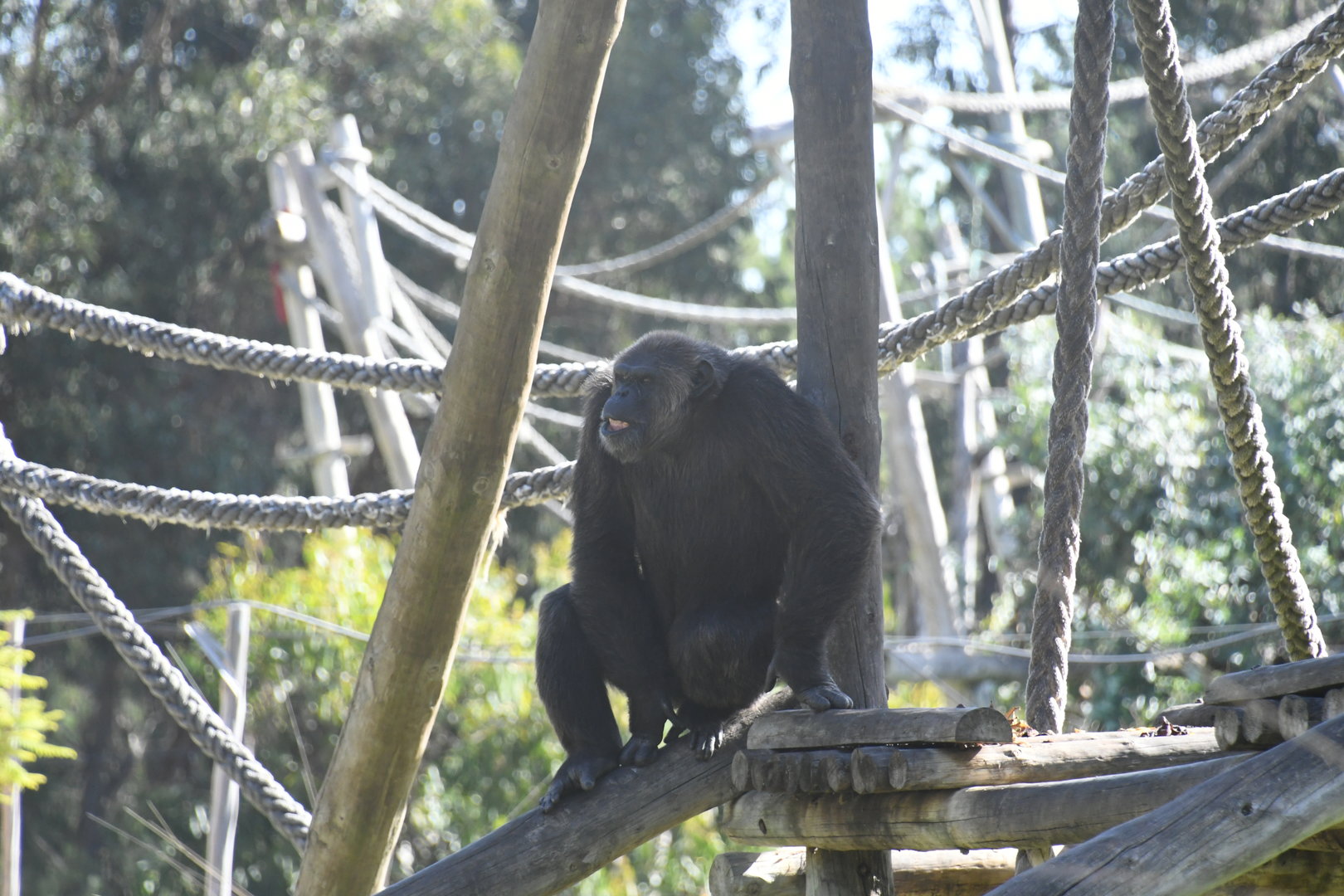 Chimpanzee