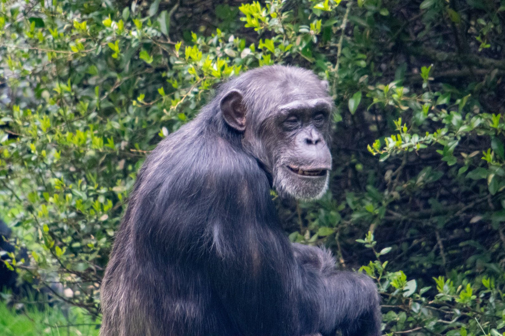Chimpanzee