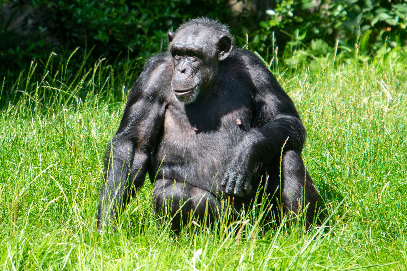 Chimpanzee