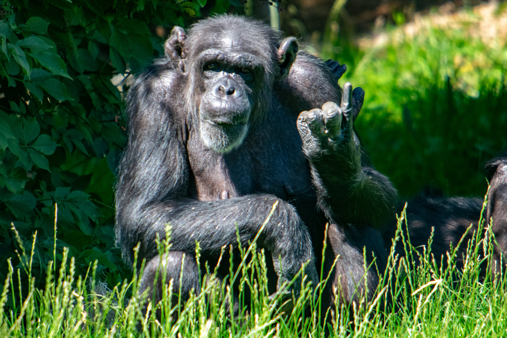 Chimpanzee