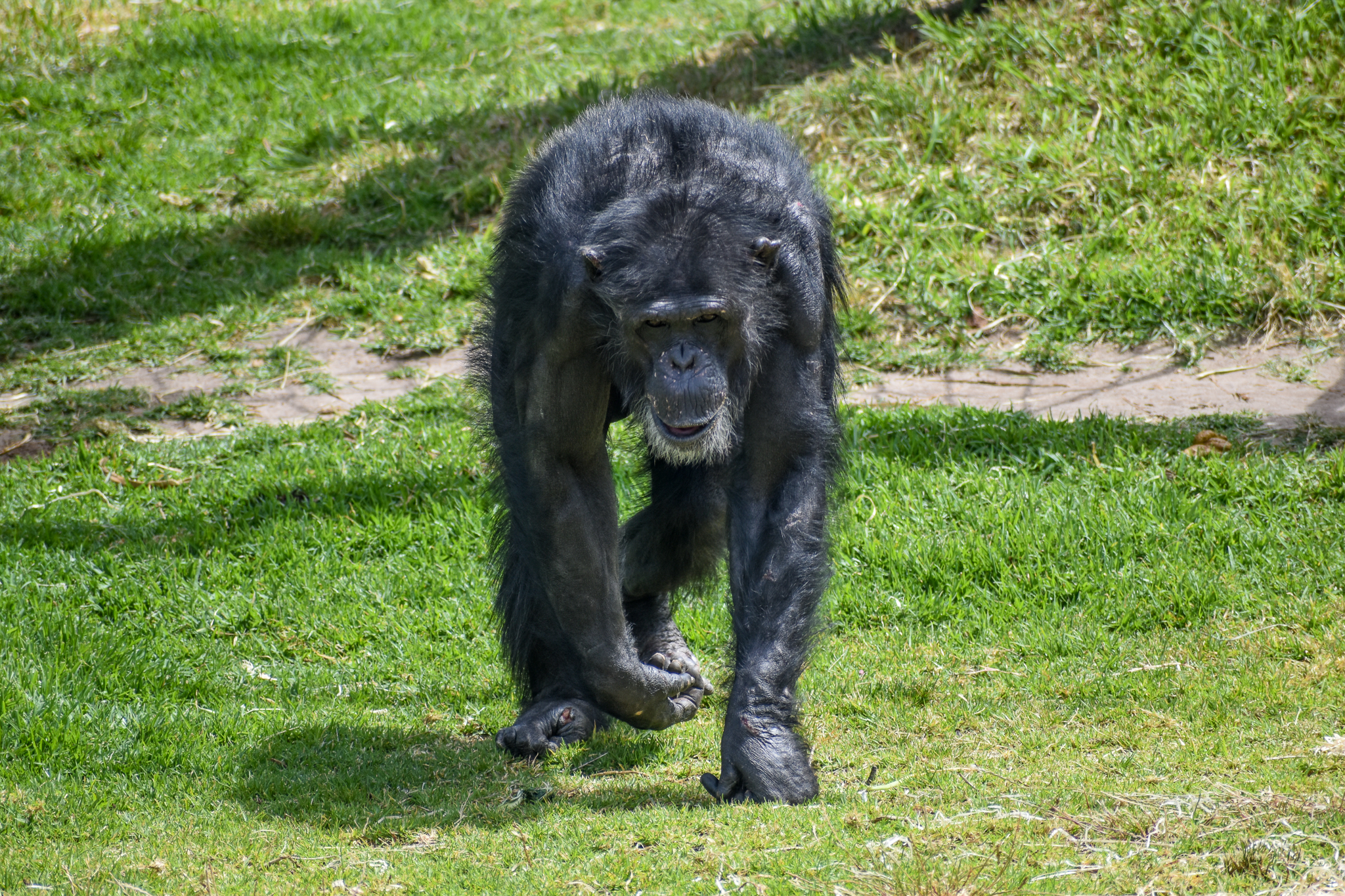 Chimpanzee