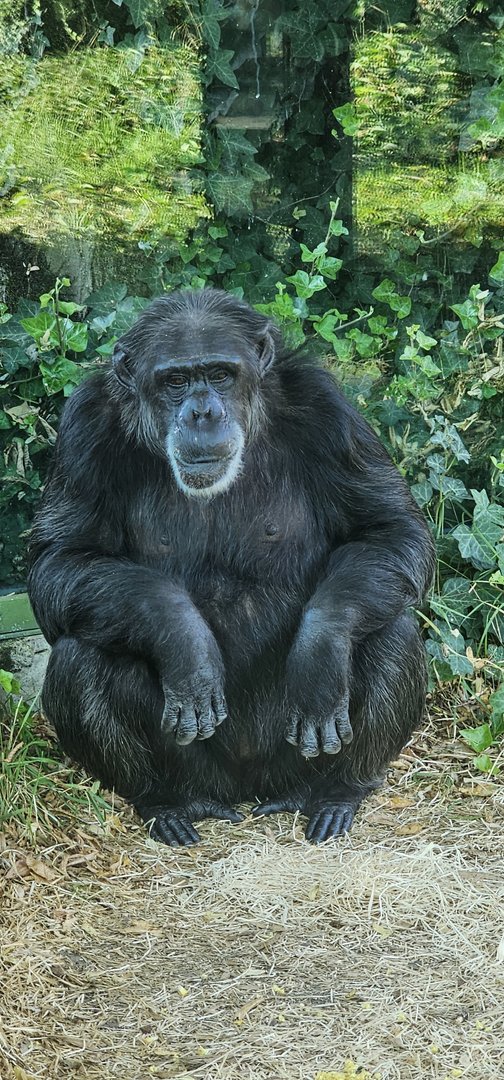 Chimpanzee