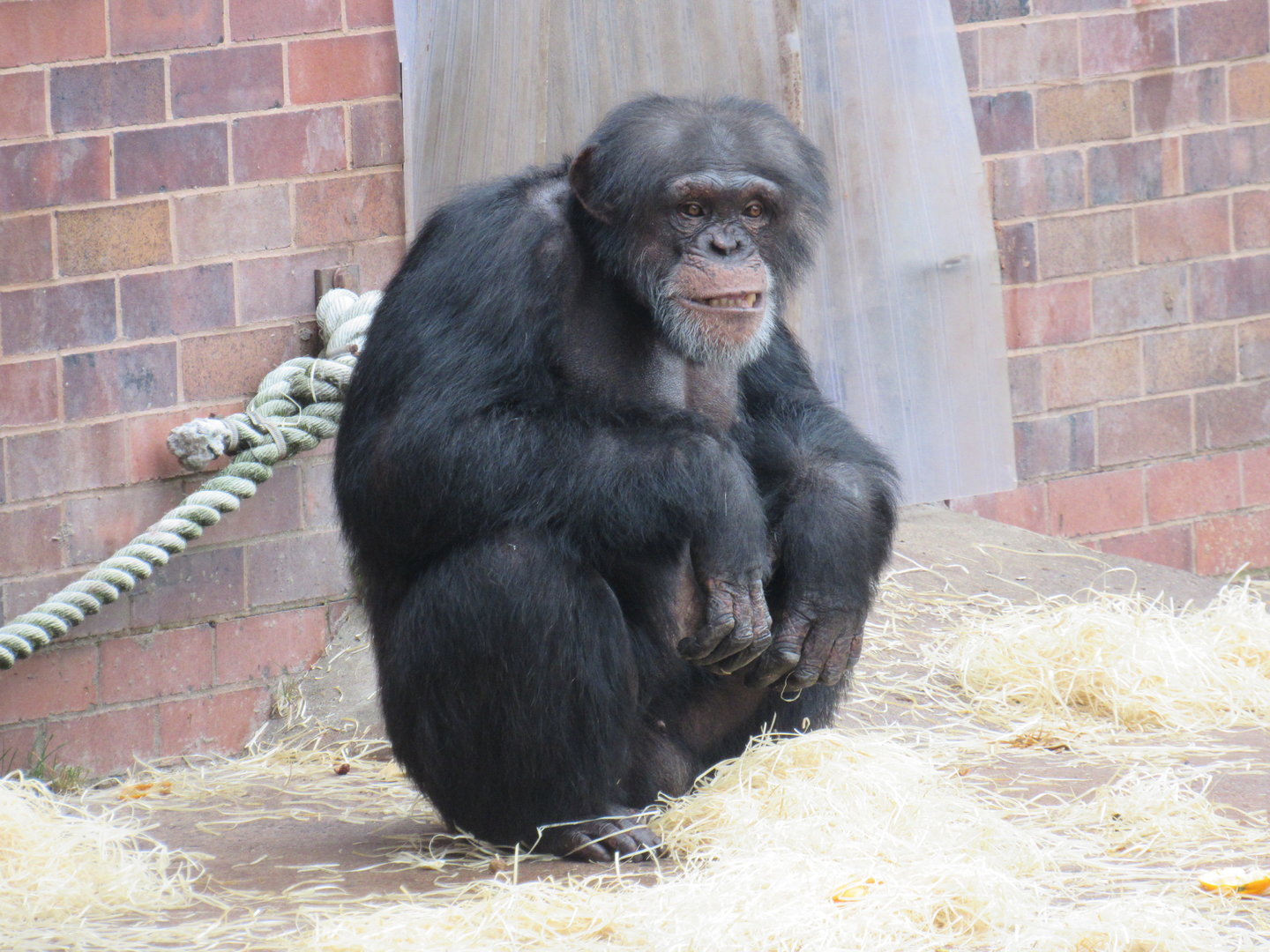 Chimpanzee
