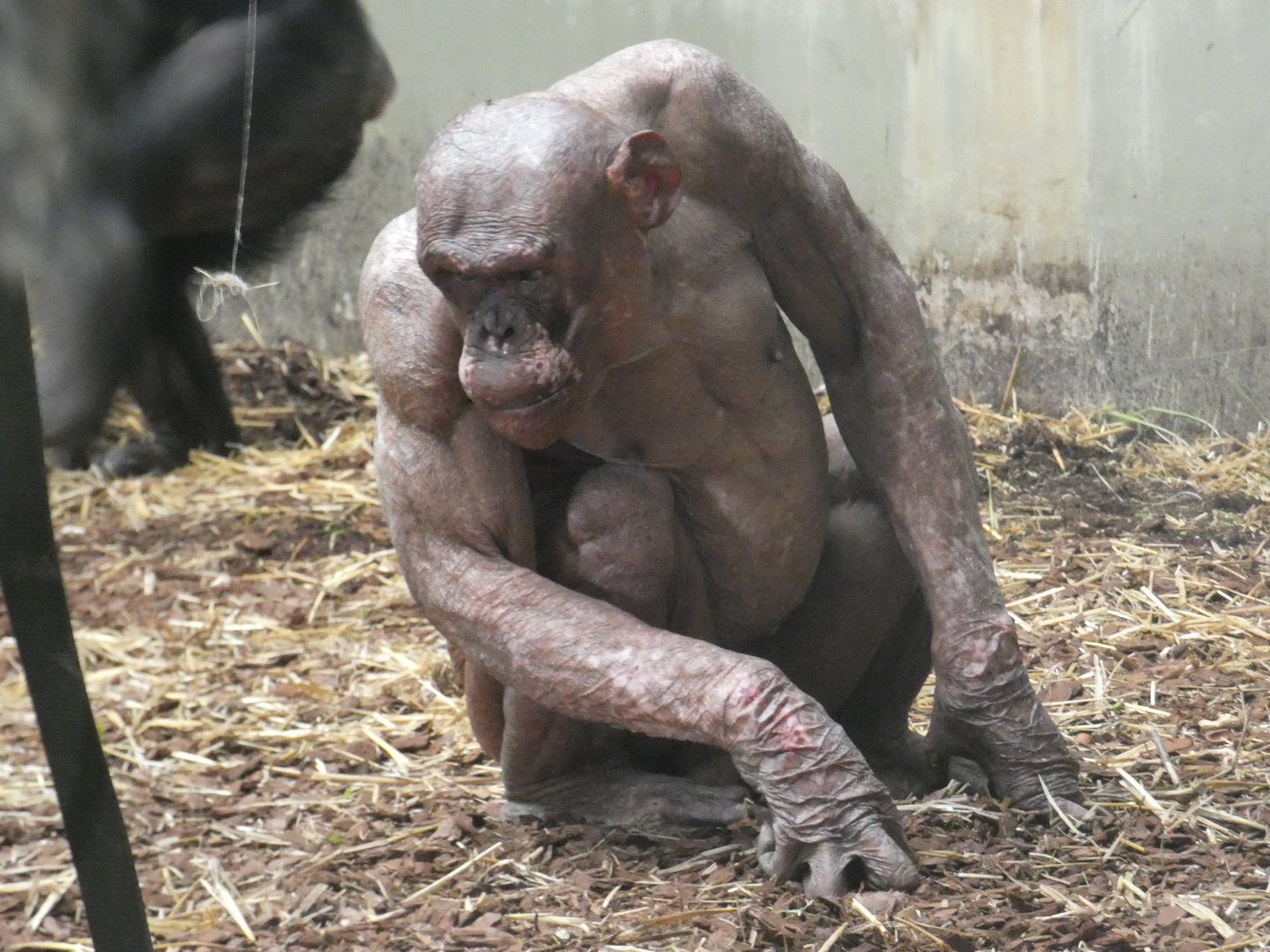 Chimpanzee