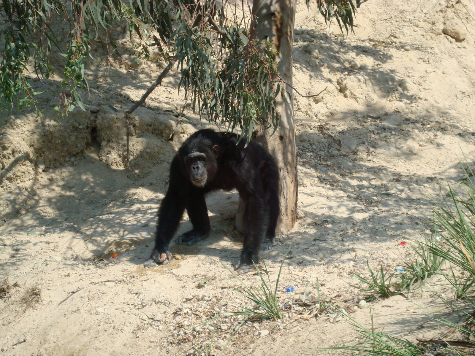 Chimpanzee