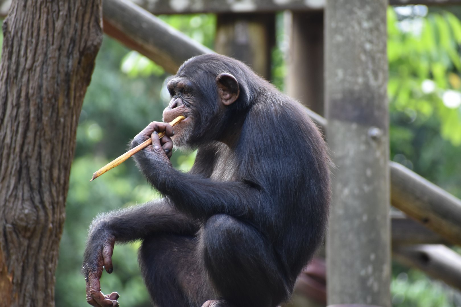 Chimpanzee