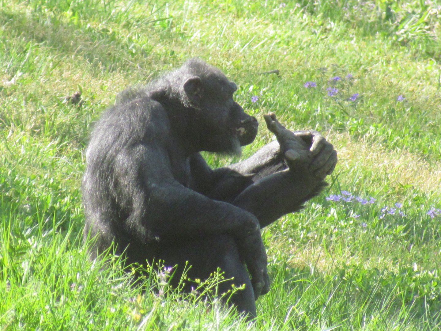 Chimpanzee