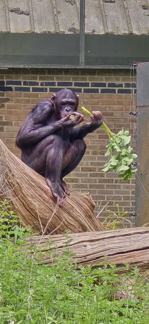 Chimpanzee