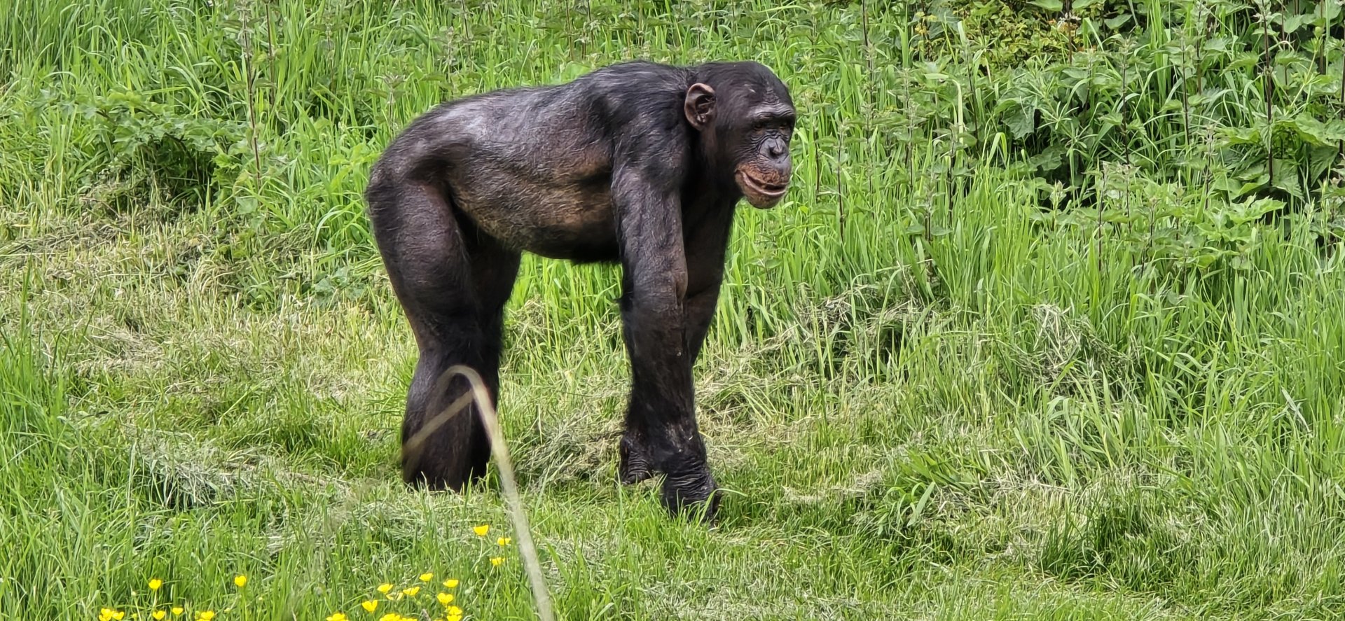 Chimpanzee