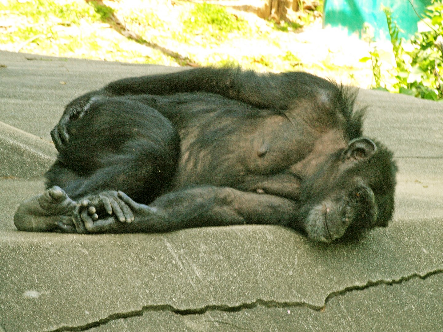 Chimpanzee