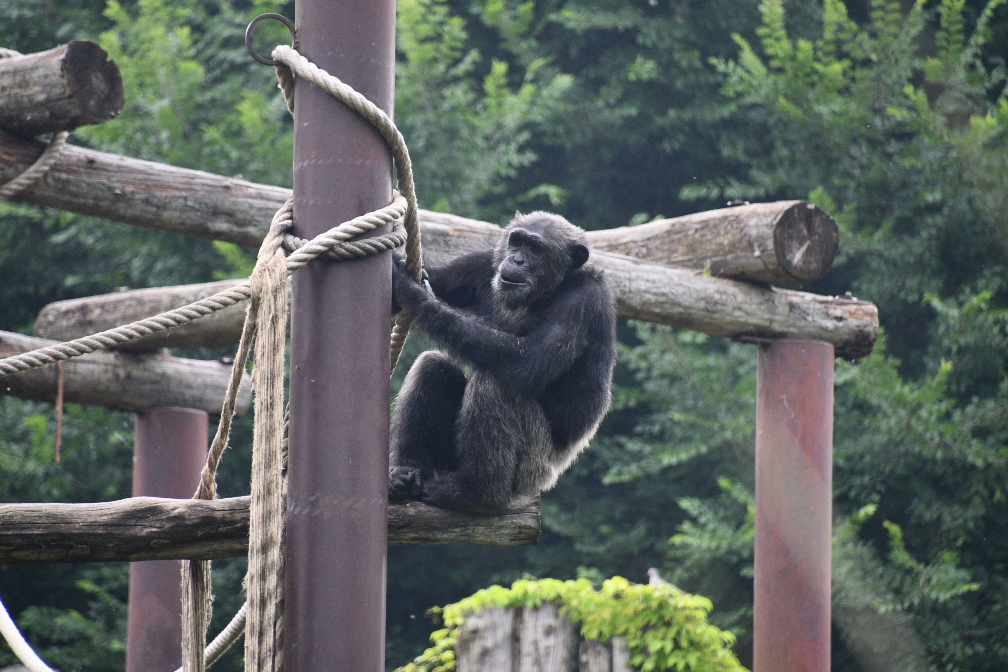 Chimpanzee